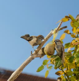 Hummingbird