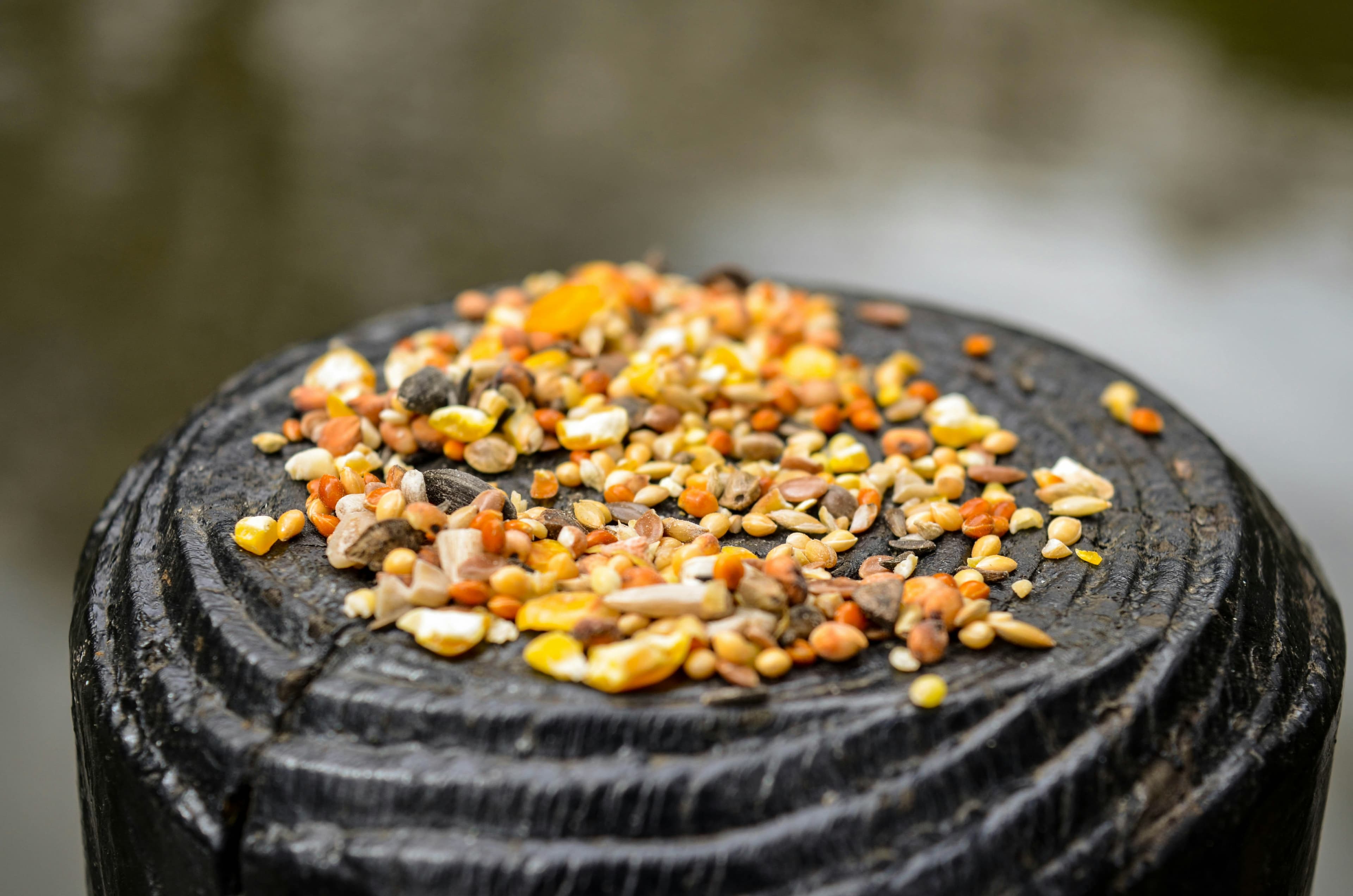 Dried Mealworms